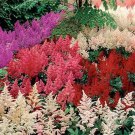 50 Seeds Astilbe- Bunter Mix