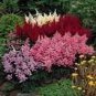 50 Seeds Astilbe- Bunter Mix