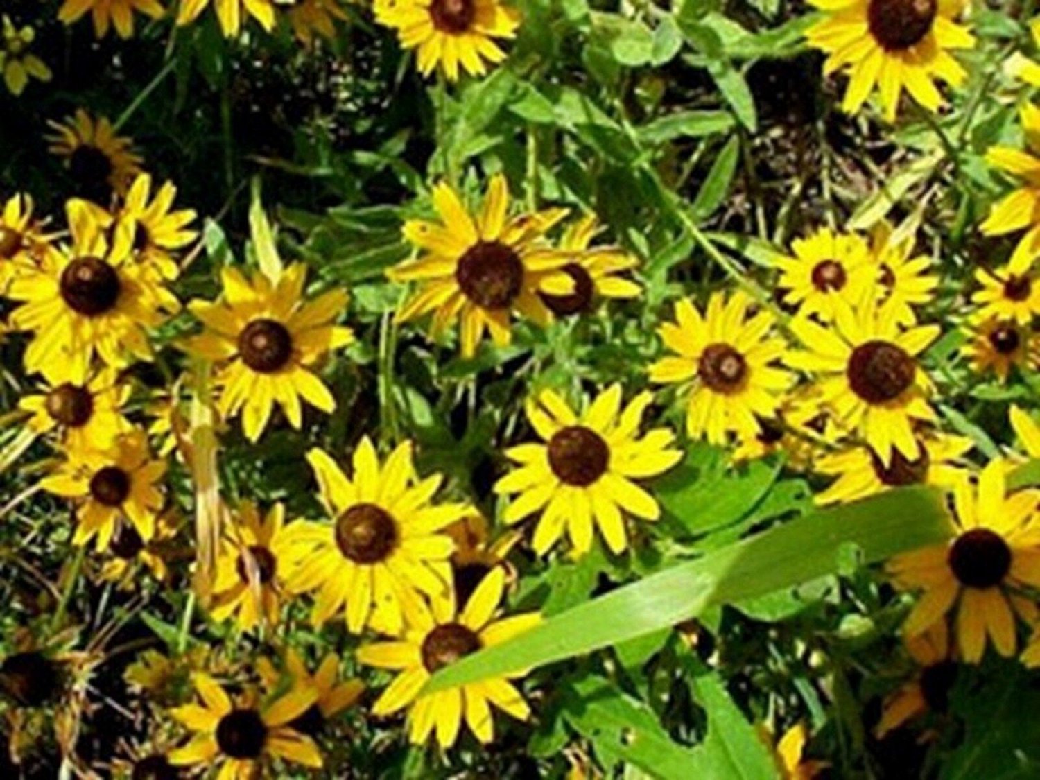 400 Seeds Black-Eyed Susan