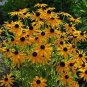400 Seeds Black-Eyed Susan