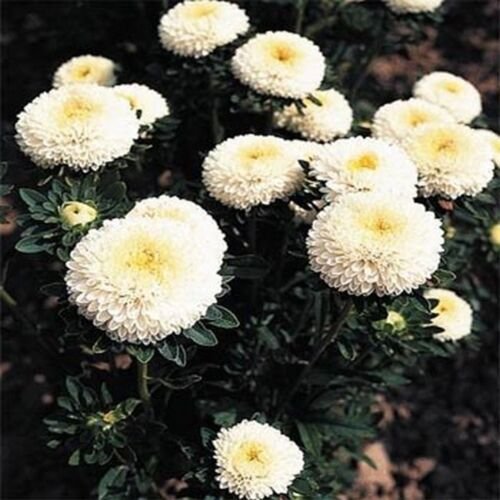50 Seeds Aster -Pompon - White