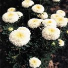 50 Seeds Aster -Pompon - White