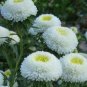 50 Seeds Aster -Pompon - White