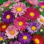 50 Seeds Aster - Alpinus- Single- Mix