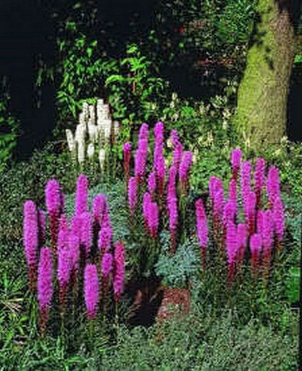 100 Seeds  Blazing Star- Gayfeather