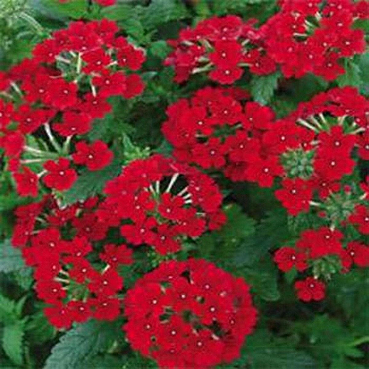 50 Seeds Verbena- Scarlet