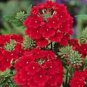 50 Seeds Verbena- Scarlet