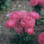 50 Seeds Aster -Milady -Rose