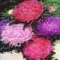 50 Seeds Aster -Seastar Mix