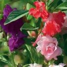 50 seeds Balsam Camelia- Impatiens