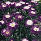 50 Seeds Aster -Pompon - Blue