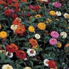 100 Seeds Zinnia- Thumbelina Dwarf Mix Mix