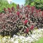 100 Seeds Amaranthus- Red Spike