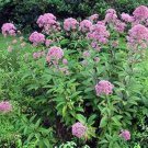 200 Seeds Joe Pye Weed- Eupatorium