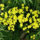 50 seeds Flax- Yellow-(Linum Flavum Compactum)