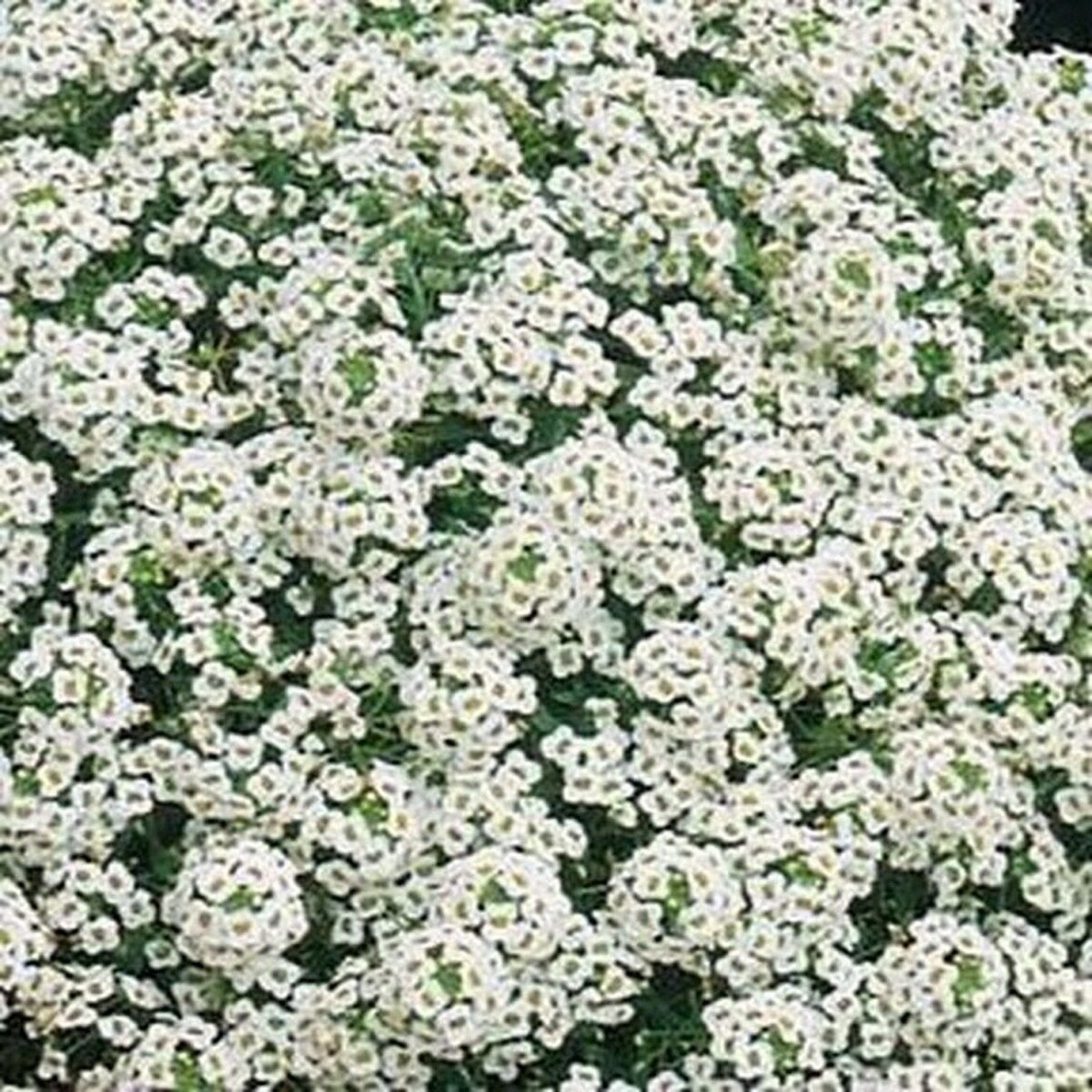 500 Seed Alyssum- White