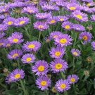 50 Seeds Aster - Alpinus- Single- Blue