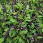 100 Seeds Basil- Licorice
