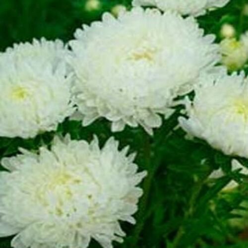 50 Seeds Aster - Peony Duchess- White