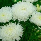50 Seeds Aster - Peony Duchess- White