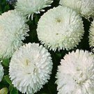 100 Seeds Bellis- White