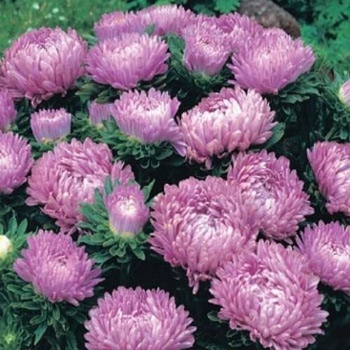 50 Seeds Aster -Milady - Lilac