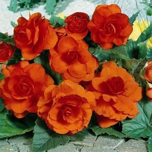 25 Seeds Begonia- Tuberosa Double Orange