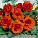 25 Seeds Begonia- Tuberosa Double Orange