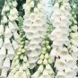 250 Seeds Foxglove- White