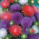 50 Seeds Aster -Seastar Mix