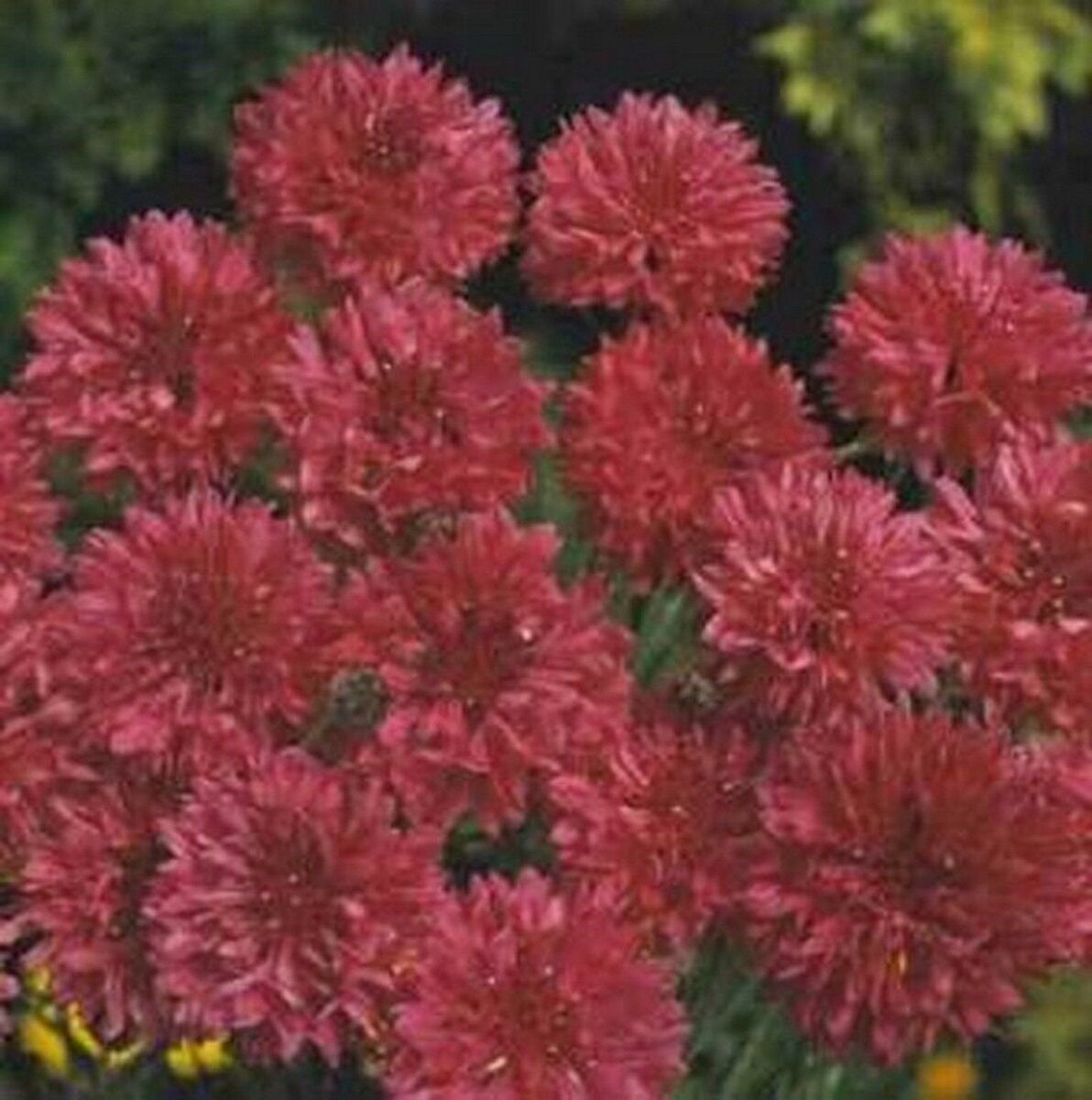 200 Seeds Bachelor Button- Cornflower- Red