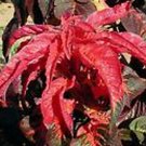 Amaranthus- Molten Fire- 100 Seeds