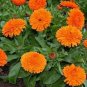 50 Seeds Calendula Pot Marigold- Orange