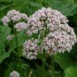 100 Seeds Valerian
