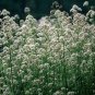 100 Seeds Valerian