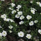 50 Seeds Arenaria Montana