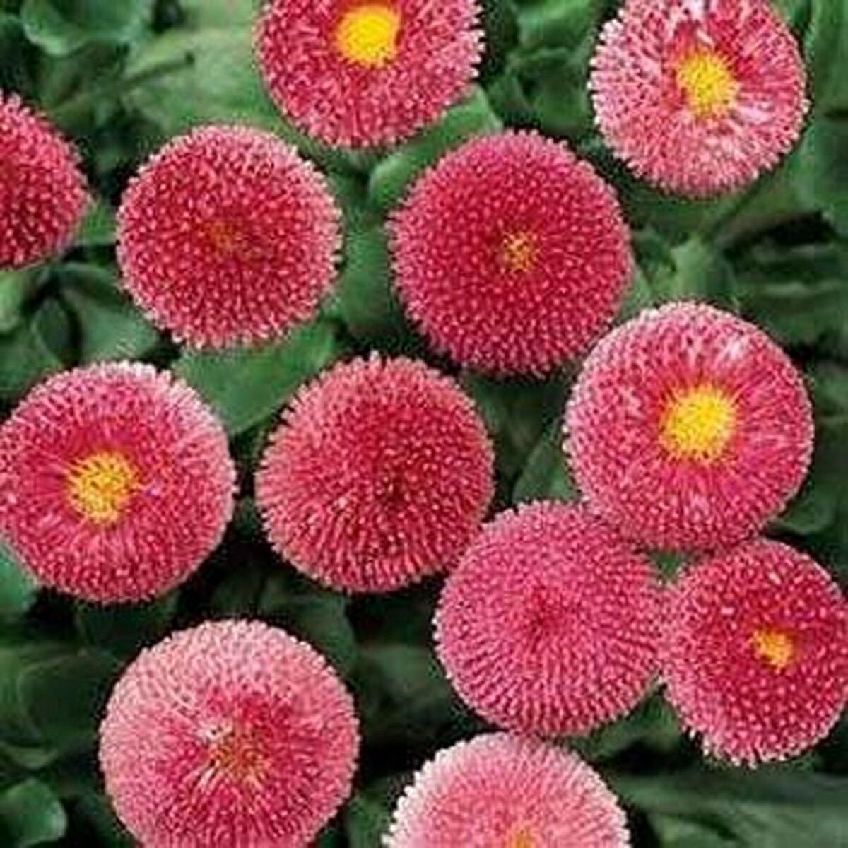 100 Seeds Bellis- Rose