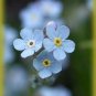 500 Seeds Forget-Me-Not