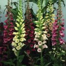 500 Seeds Foxglove- Excelsior Mix