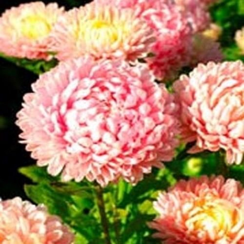 50 Seeds Aster - Peony Duchess- Pink