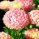 50 Seeds Aster - Peony Duchess- Pink