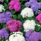 200 Seeds Ageratum - Mixed Colors