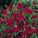 200 seeds Flax- Scarlet- Linum Rubrum