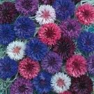 200 Seeds Bachelor Button- Cornflower- Mix