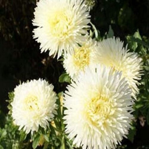 50 Seeds Aster -Gremlin Double - Yellow