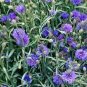 200 Seeds Bachelor Button- Cornflower- dwarf blue