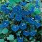 500 Seeds California Bluebells