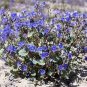 500 Seeds California Bluebells