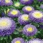 50 Seeds Aster -Pompon - Light Blue
