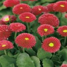 100 Seeds Bellis- Red